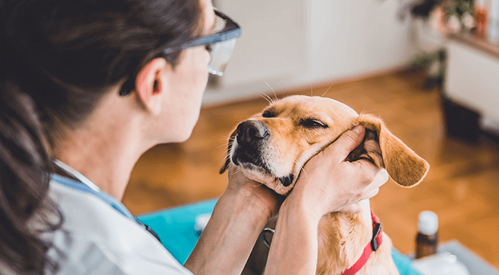 A female veterinarian performing wellness exam on dog