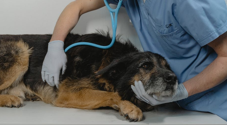 Veterinarian listening to the heart rate of a sick dog laying on a table.
