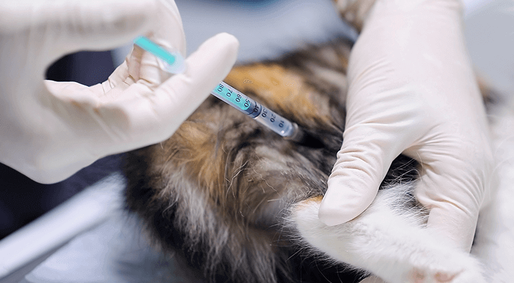 Veterinarian giving a cat a vaccine.