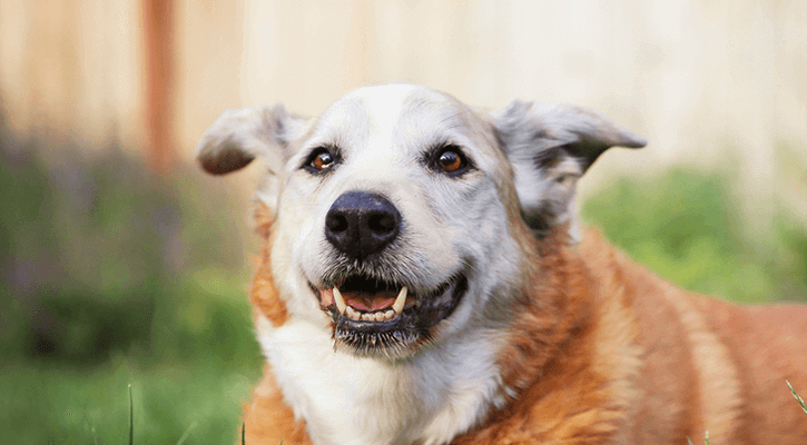 Happy dog standing outside in some tall grass.