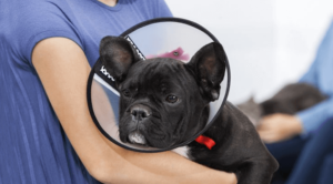 Dog wearing an e-collar/cone, being held after some sort of operation.