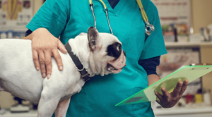 Veterinarian comforting a dog while holding and looking at its chart.