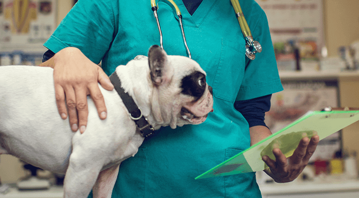 Veterinarian comforting a dog while holding and looking at its chart.