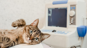 Cat laying on a table in a veterinarian office with a monitor in the background.