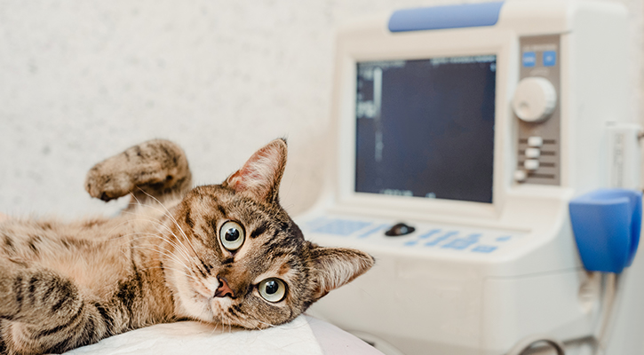 Cat laying on a table in a veterinarian office with a monitor in the background.