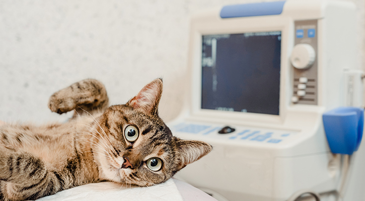 Cat laying on a table in a veterinarian office with a monitor in the background. Cat laying on a table in a veterinarian office with a monitor in the background.